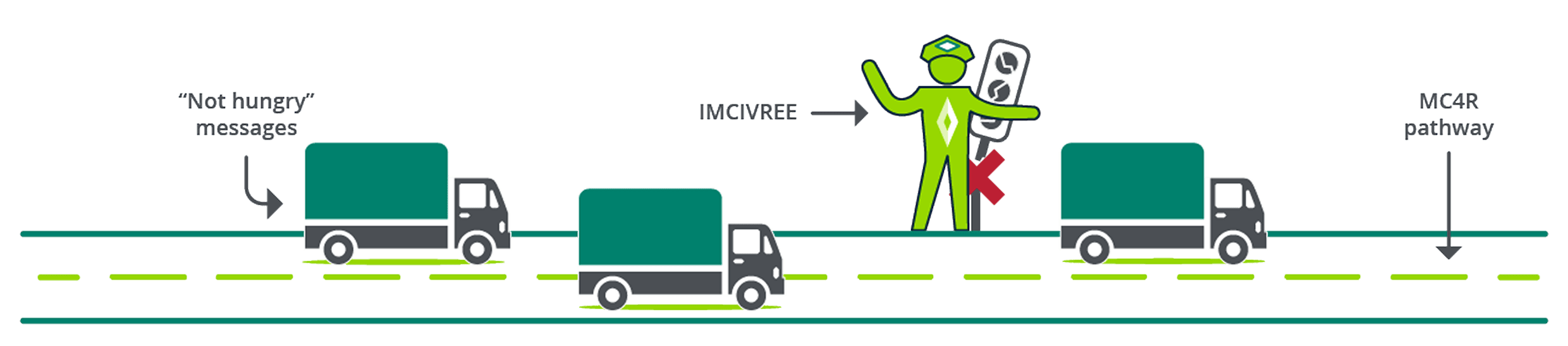 Free-flowing traffic - MC4R pathway guided by IMCIVREE®
